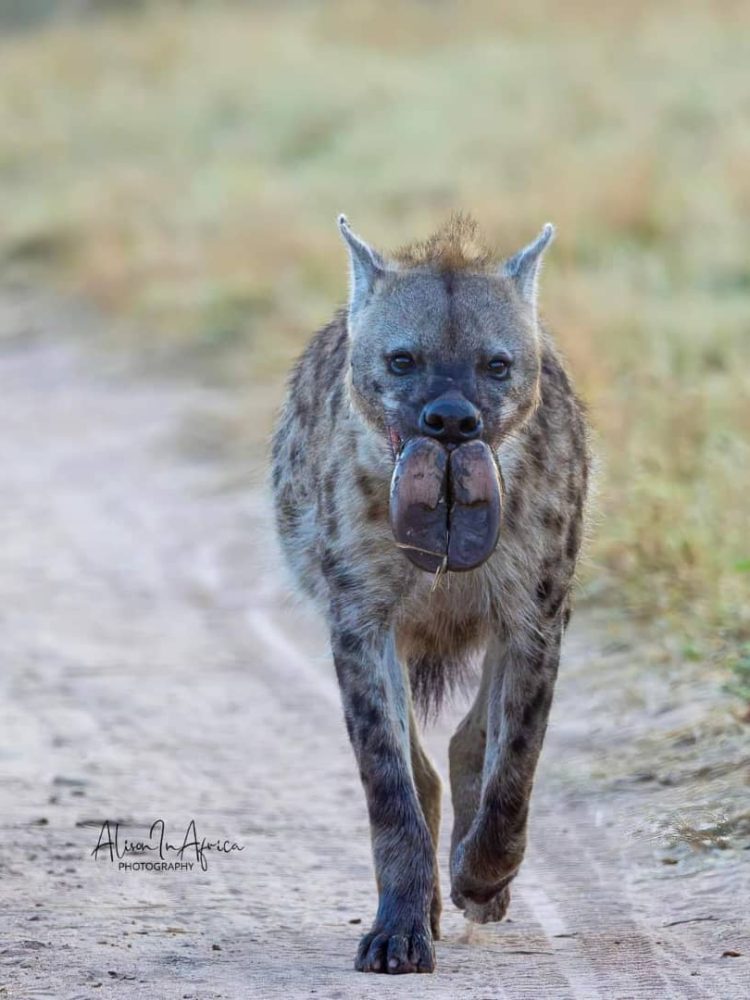 Roar-into-adventure-with-amarri-safaris-6