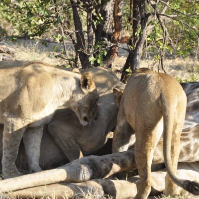 roar-into-adventure-with-amarri-safaris-10