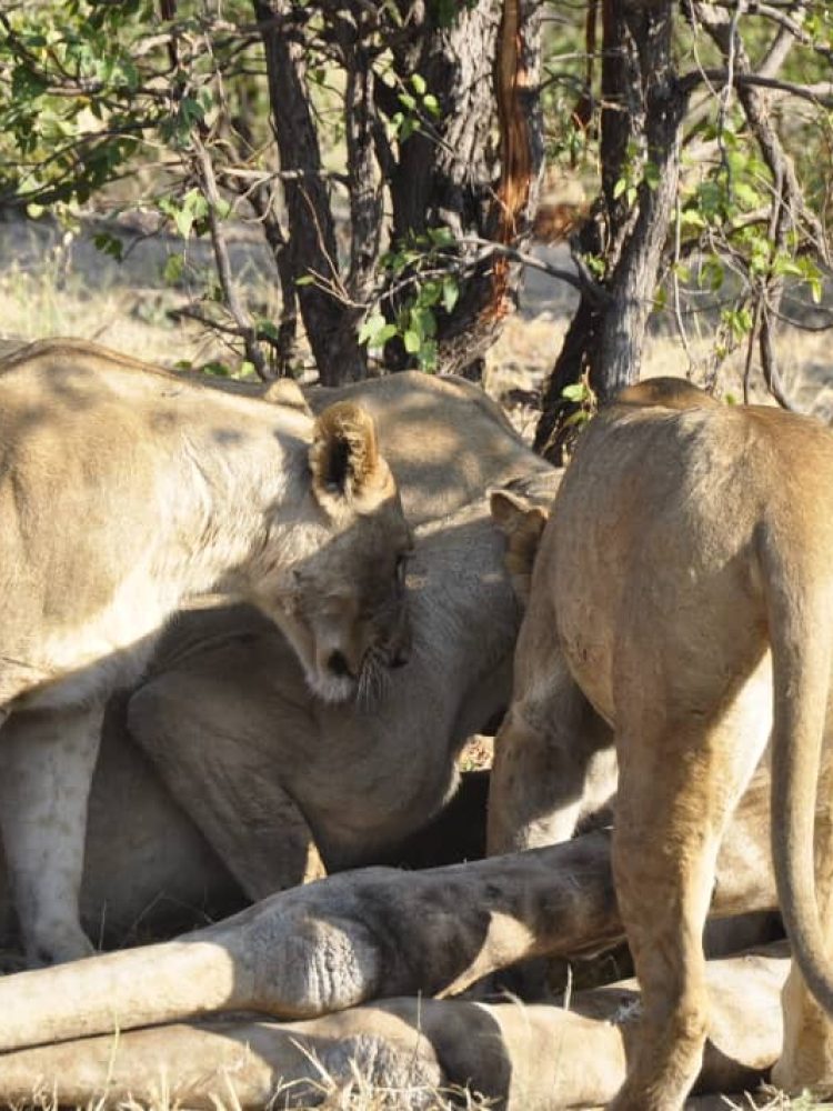 roar-into-adventure-with-amarri-safaris-10