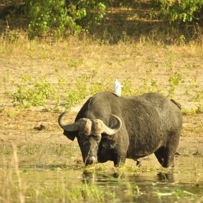 roar-into-adventure-with-amarri-safaris-9